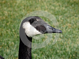 A goose's head photo