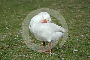 Goose scratching head on back on poultry farm