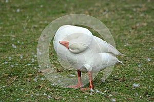 Goose scratching head on back on poultry farm