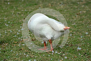 Goose scratching head on back on poultry farm