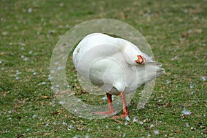 Goose scratching head on back on poultry farm