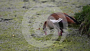 Goose searching for food through an algae covered pond