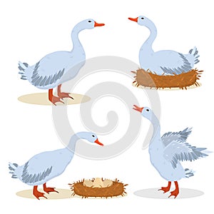 A set of vector illustrations of gray geese.