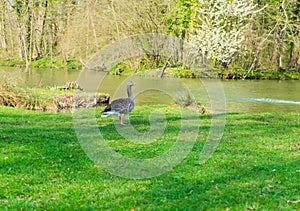 Goose on the shore of a lake