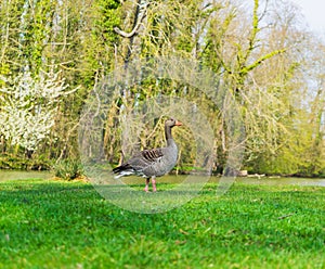 Goose on the shore of a lake