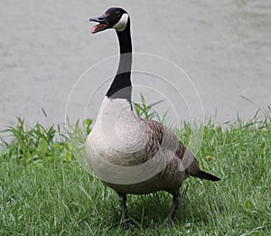 Goose