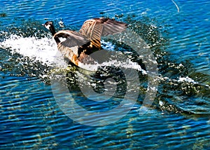 Goose skimming water