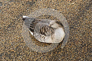 Goose sleeping in Hyde Park