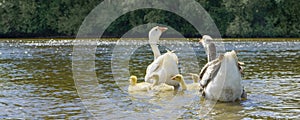 A goose with small goslings swims on the water near the shore