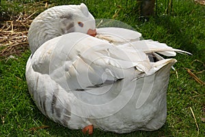 Goose snuggling