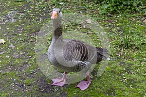 Goose in St. James Park, London