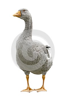 Goose standing