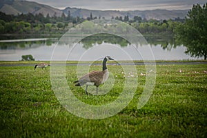 A goose standing on a field of grass