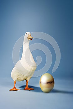 Goose Standing By Golden Egg