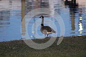 Goose standing guard on the bank