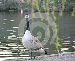 The goose is standing by the lake.