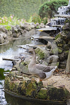 Goose standing near a fountain pond