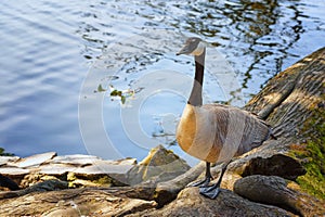 Goose standing at waters edge on a log