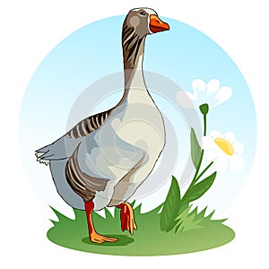 Goose stands on a meadow with flowers. Waterfowl. Wildflowers. Chamomile. Vector