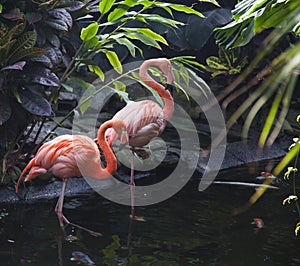 Goose stepping flamingos