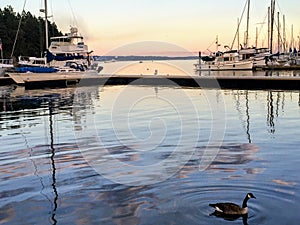 A goose swimming in a marina at sundown in Nanaimo, Canada photo