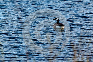 Goose swimming on a pond at dawn