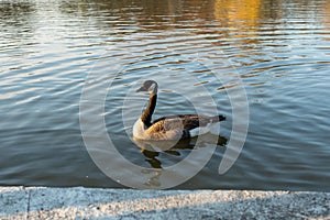 Goose swimming in a pond at sunset with water reflecting sunlight