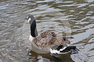 Goose swimming in the river Lea flowing through Hertford