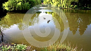 A goose swims along the water in a pond in a spring park