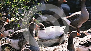 A goose swims in a basin and wets its feathers.