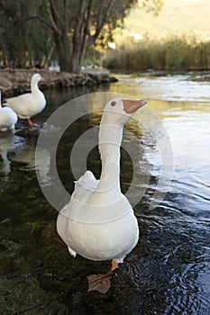 Goose swims in the pond. The white farm goose swims in the water in summer. Domestic animals and birds on the farm.