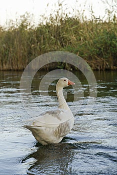 Goose swims in the pond. The white farm goose swims in the water in summer. Domestic animals and birds on the farm.