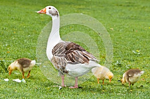 A goose and three chicks