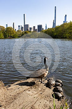 Goose and Turtles along the Shore of the Lake at Central Park in New York City during Spring