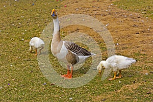 Goose and two gooselings