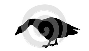 Goose vector silhouette illustration isolated on white background.