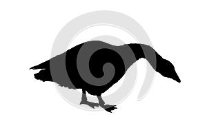 Goose vector silhouette illustration isolated on white background. White goose