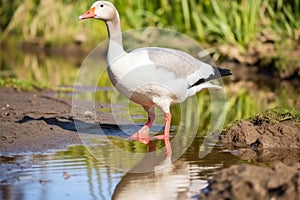 a goose waddling beside a placid pond