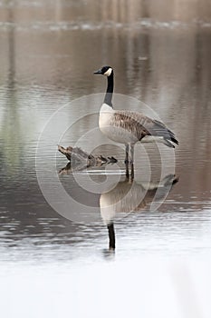 Goose wades in water on a calm water day