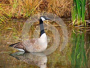 a goose is wading in the water in a marsh
