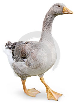 Goose walking photo
