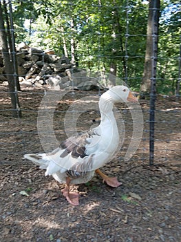 Goose walking