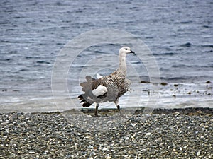 Goose walking along shoreline on pebble beach