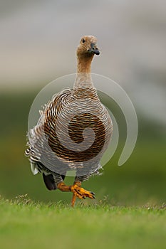 Goose walking in the green grass. Kelp goose, Chloephaga hybrida, is a member of the duck, goose. It can be found in the Southern photo