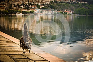 Goose walking next to a lake