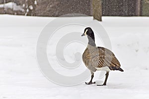 Goose walking in the Snow
