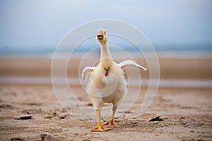 Goose walks along the beach, funny animals