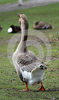 Goose walks away with its nose in the air