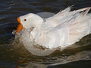 The goose in the water