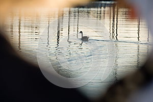 Goose on water